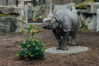 Nashorn mit geschmücktem Weihnachtsbaum