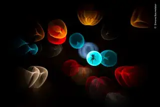 Simone Baumeister/Wildlife Photographer of the Year
