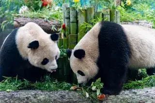 Riesenpandas in einem chinesischen Zoo