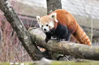 Roter Panda Yoko im Tierpark Hellabrunn