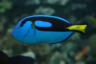 Paletten-Doktorfisch in Hellabrunn