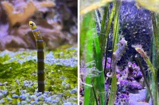 Prachtröhrenaal und Seepferdchen