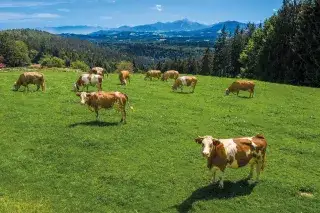 Kühe auf der Weide - SWM