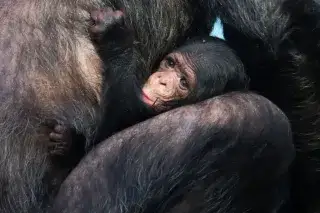 Schimpansen-Baby im Tierpark Hellabrunn