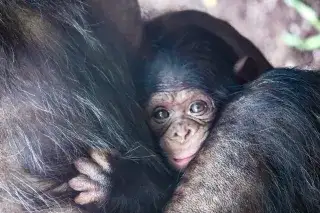 Schimpansen-Baby im Tierpark Hellabrunn