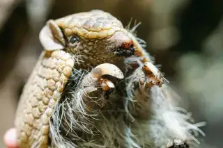 Südliches Kugelgürteltier in Hellabrunn