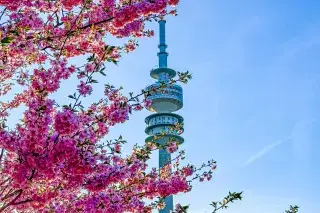 Kirschblüte im Olympiapark