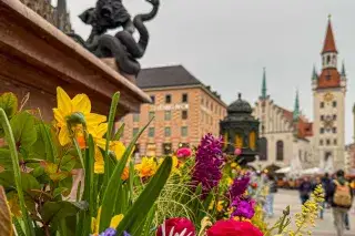 Blumen am Marienplatz