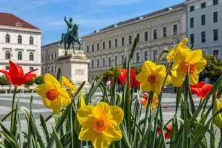 Blumen am Wittelsbacher Platz