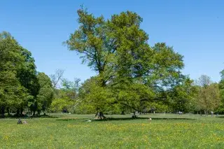 Wiese mit Baum im Nordteil des Englischen Gartens