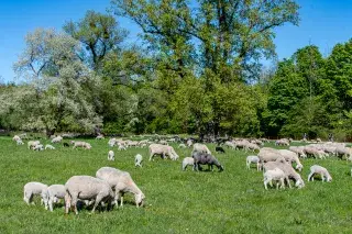Schafe im Englischen Garten