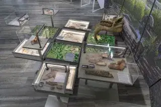 Molassic Park - Ausstellungsvitrinen