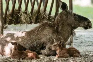 Elch-Babys