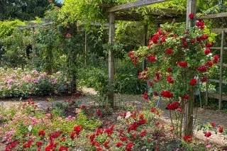 Rosengarten in der Baumschule Bischweiler