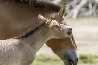 Przewalski Fohlen trinkt bei seiner Mutter im Tierpark Hellabrunn
