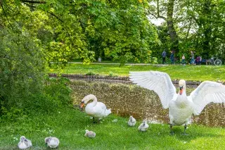 Schwäne am Schloss Blutenburg