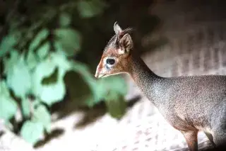 Kirk-Dikdik im Tierpark Hellabrunn