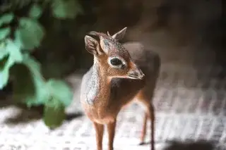 Kirk-Dikdik im Tierpark Hellabrunn