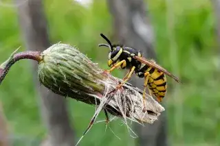 Wespe an Kratzdistel