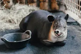 Mittelamerikanischer Tapir 
