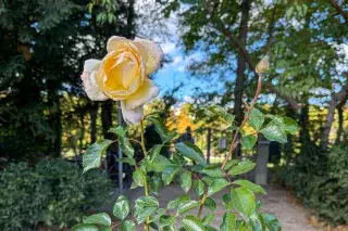 Rose im Rosengarten