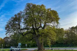 Röth-Linde in München