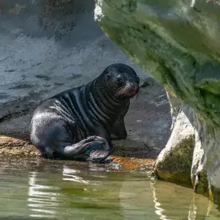 Vaiana heißt das neue Mähnenrobbenbaby in der Polarwelt