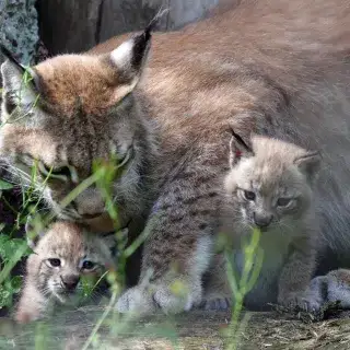 Luchs-Nachwuchs im Tierpark Hellabrunn