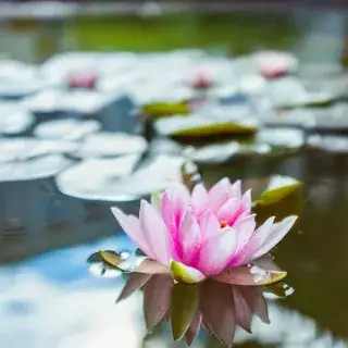 Seerose im Teich der Städtischen Franz-Auweck-Abendschule