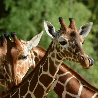 Giraffe im Tierpark Hellabrunn
