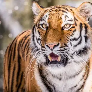 Ein Tiger des Tierparks Hellabrunn im Winter