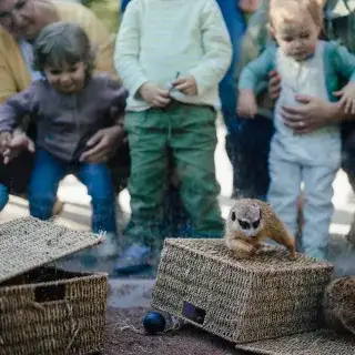 Erdmännchen auf Körben, im Hintergrund kleine Kinder