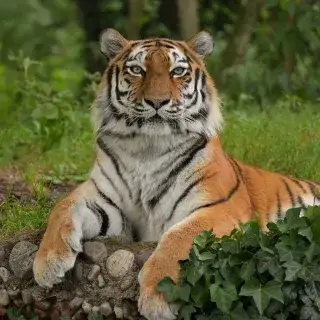 Tiger Ahimsa im Tierpark Hellabrunn