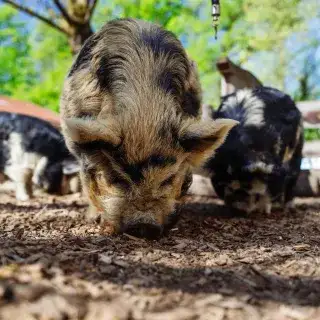 Schweine