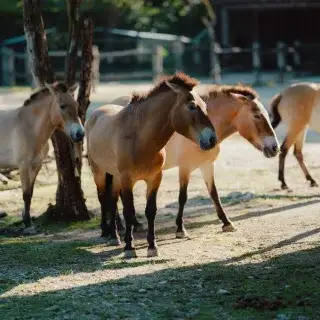 Przewalski-Pferde-Herde im Tierpark Hellabrunn