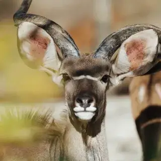 Großer Kudu im Tierpark Hellabrunn