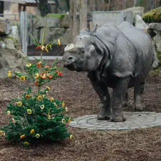 Nashorn mit geschmücktem Weihnachtsbaum
