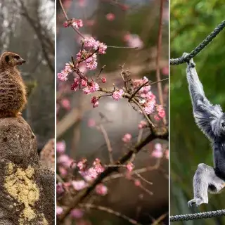 Frühlingserwachen in Hellabrunn
