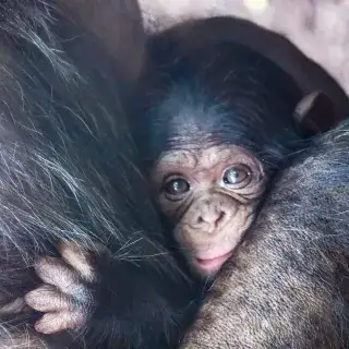 Schimpansen-Baby im Tierpark Hellabrunn