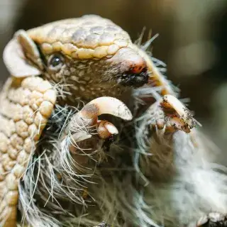 Südliches Kugelgürteltier in Hellabrunn