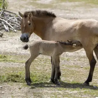 Przewalski Fohlen trinkt bei seiner Mutter im Tierpark Hellabrunn