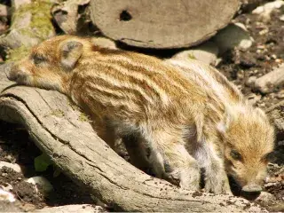 Wildschwein Frischlinge im Walderlebniszentrum Grünwald
