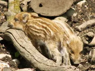 Wildschwein Frischlinge im Walderlebniszentrum Grünwald