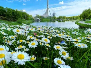 Gänseblümchen im Olympiapark