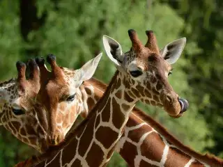 Giraffe im Tierpark Hellabrunn