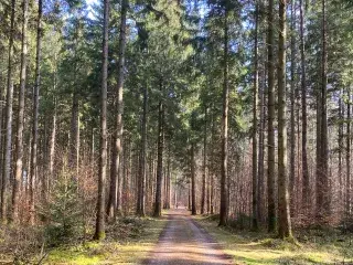 Waldweg im Forst Kasten