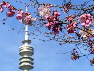 Kirschblüte im Olympiapark