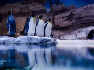 Königspinguine in der neuen Polarwelt