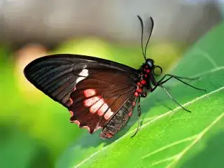 Schmetterling der Art "Parides Arcas" auf Blatt
