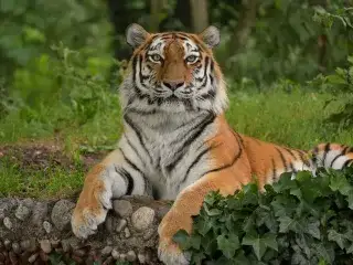 Tiger Ahimsa im Tierpark Hellabrunn